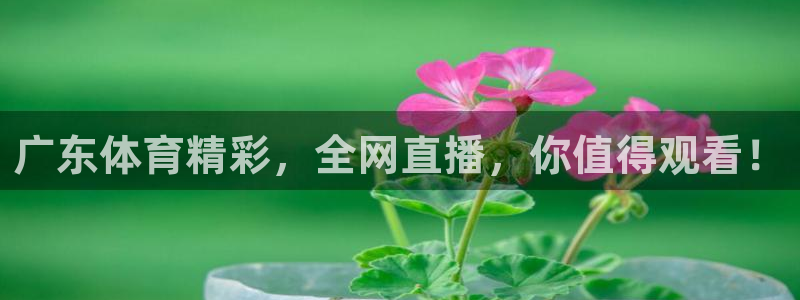 李海婴五星体育：广东体育精彩，全网直播，你值得观看！
