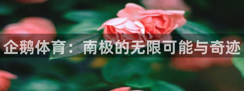 五星体育直播在线免费观看：企鹅体育：南极的无限可能与奇迹